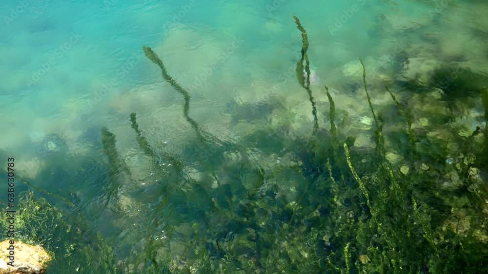 Green seaweeds and algae slowly moving in water stream at sea or river.