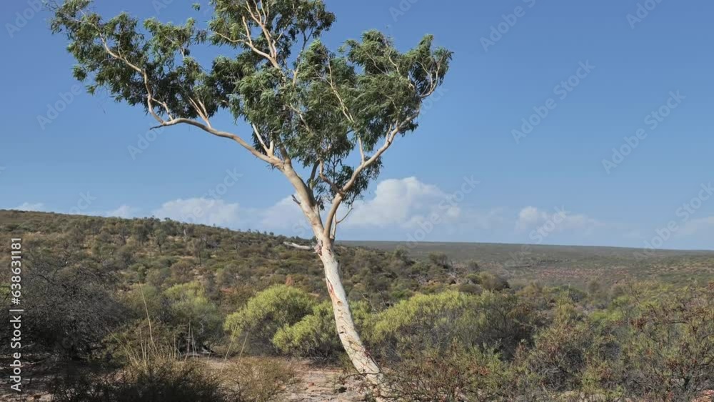 Tree moving in the wind in Kalbarri National Park, Western Australia. Beautiful landscapes and bushland scenery in Kalbarri National Park. Western Australian landscapes and nature. Tree moving in the wind in Kalbarri National Park, Western Australia. Beautiful landscapes and bushland scenery in Kalbarri National Park. Western Australian landscapes and nature.