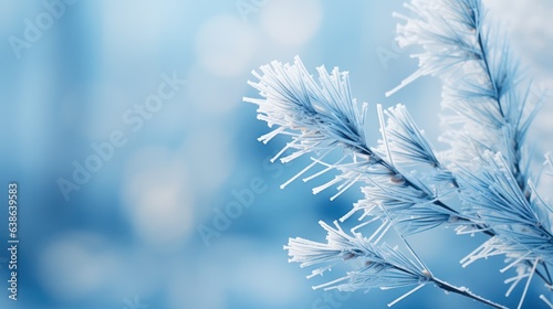 Isolated pine twig with needles wrapped in frost on a blurred snowy background. 