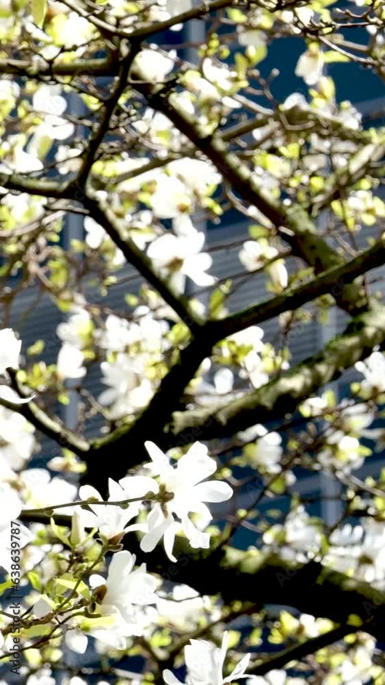 Blossom flowers magnolia tree in spring video. High quality FullHD footage Blossom flowers magnolia tree in spring video. High quality FullHD footage
