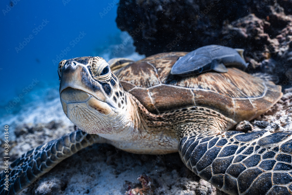 Obraz premium green sea turtle