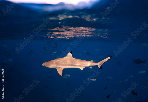 Blacktip shark Maldives