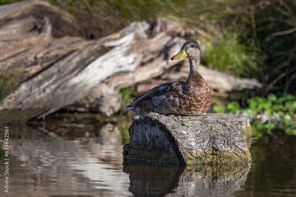 Duck resting in the sunshine on a log Duck resting in the sunshine on a log