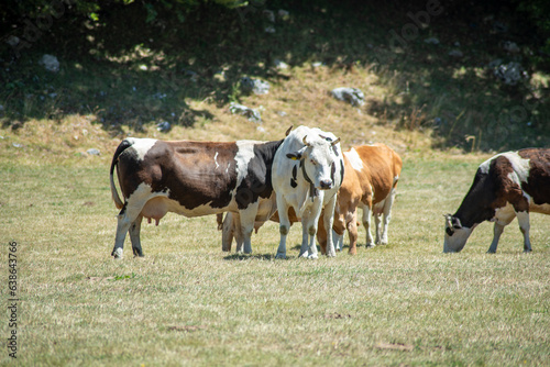 Fototapeta Naklejka Na Ścianę i Meble -  Grazing cows eating grass and resting