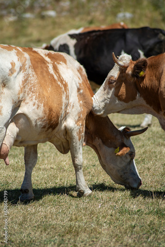 Grazing cows eating grass and resting