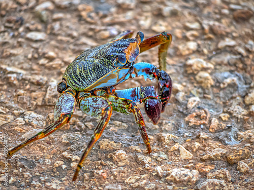 Grapsus grapsus , land crab photo