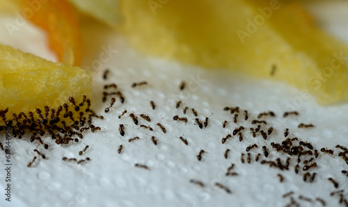 Large numbers  from ant colony picking up and transferring food of French fries from a white plate to their colony stores for survival, ants are eusocial, communal, and efficiently organized