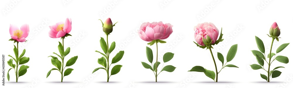 Peonies growth stages from bud to full blooming flower, generative ai botanical image