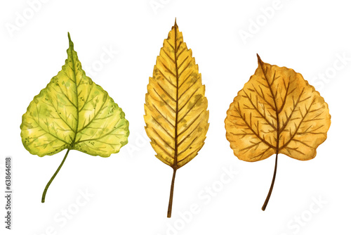 A set of autumn leaves (elm and linden tree), hand drawn watercolor illustration isolated on white background. For design of patterns, textiles, stickers, postcards, greeting cards, invitations.