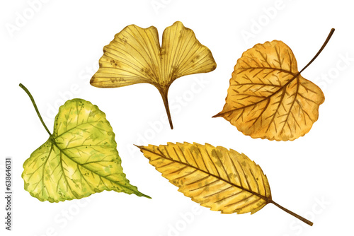 A set of autumn leaves (elm, ginkgo, linden), hand drawn watercolor illustration isolated on white background. For design of patterns, textiles, stickers, postcards, greeting cards, invitations.