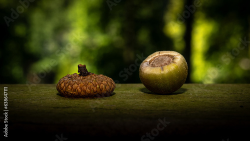 A single acorn that has separated from it's cap