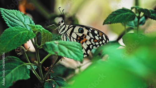 Tropical Papilio Demoleus Chequered Swallowtail Butterfly Sitting on Plant Leaf in Butterfly House Exposition photo