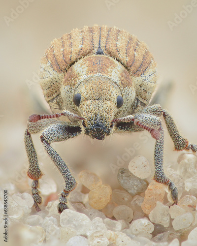 Portrait of a Marram weevil (Philopedon plagiatum) photo