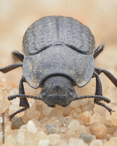 Portrait of a black Darkling Beetle (Opatrum sabulosum) photo