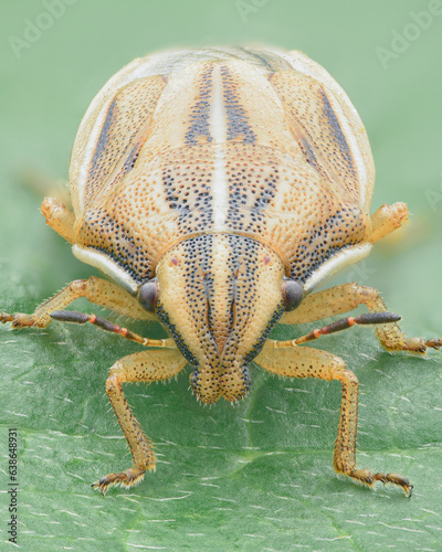 Portrait of a Bishop's Mitre Shield Bug (Aelia acuminata) photo