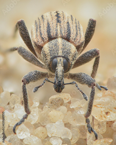 Portrait of a weevil on sand (Hypera arator) photo