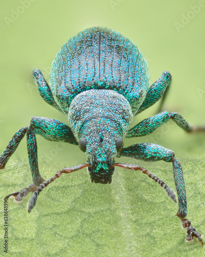 Portrait of blue weevil (Polydrusus amoenus) photo