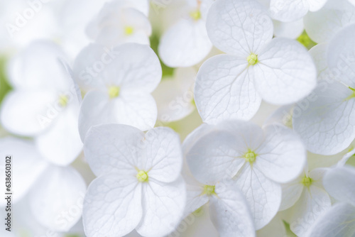 Hydrangea flower, Hydrangea macrophylla, or Hortensia flower with green stem and foliage blooming in spring and summer in garden