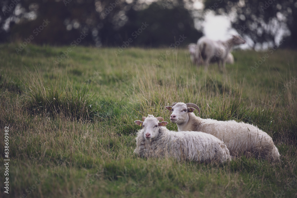 Zwei Schafe auf Deich in Norddeutschland blicken in die selbe Richtung