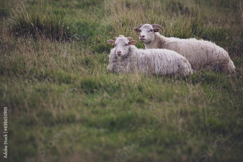 Schafe am Deich liegen im Gras und schauen zur Kamera grünes Gras