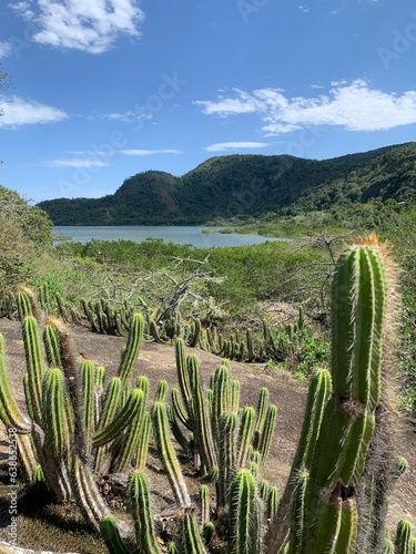 Cactus e vista para a lagoa de Piratininga vista da ilha do pontal. 