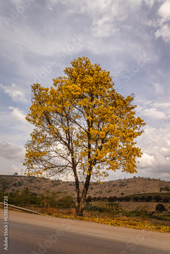 ipê amarelo florido na cidade de Poços de Caldas, Estado de Minas Gerais, Brasil