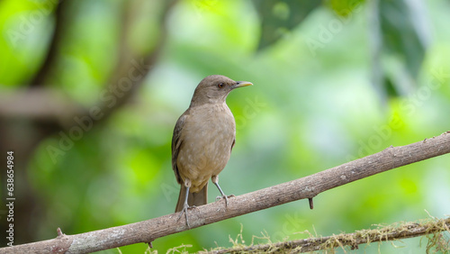 front on shot of a clay-colored thrush perched on a branch