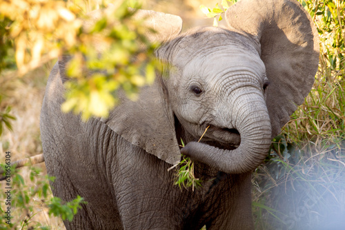 Canvas Print Baby Elephant with Mother