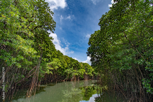 Mangroves  forest and calm river, Ngiwal state, Palau, Pacific © Hiromi Ito Ame