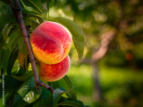 Canvas Print Sweet peach fruits growing on a peach tree branch