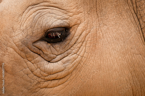 Thick skin and penetrating eye of rhinocerous