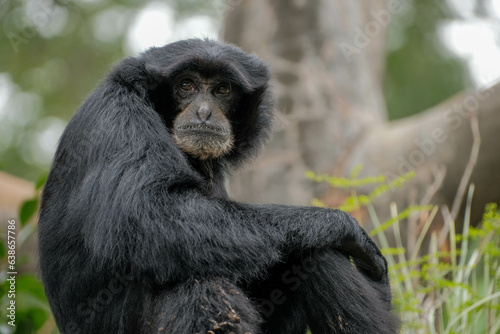 Siamang (Symphalangus syndactylus) sits and looks at viewer