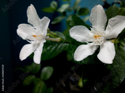 2 petals of blooming jasmine