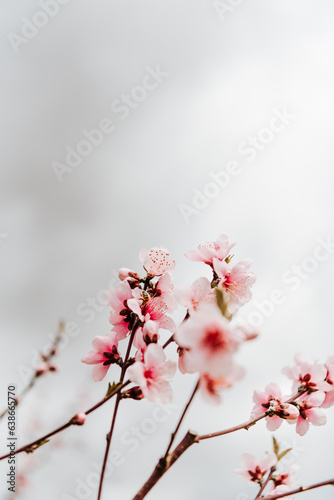 pink cherry blossoms