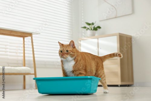 Cute ginger cat in litter box at home