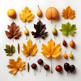 A group of autumn leaves arranged on a white background. The leaves are a variety of colors