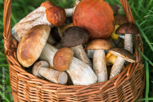 Edible different wild mushrooms porcini boletus outdoor in wicker basket in grass close up, macro