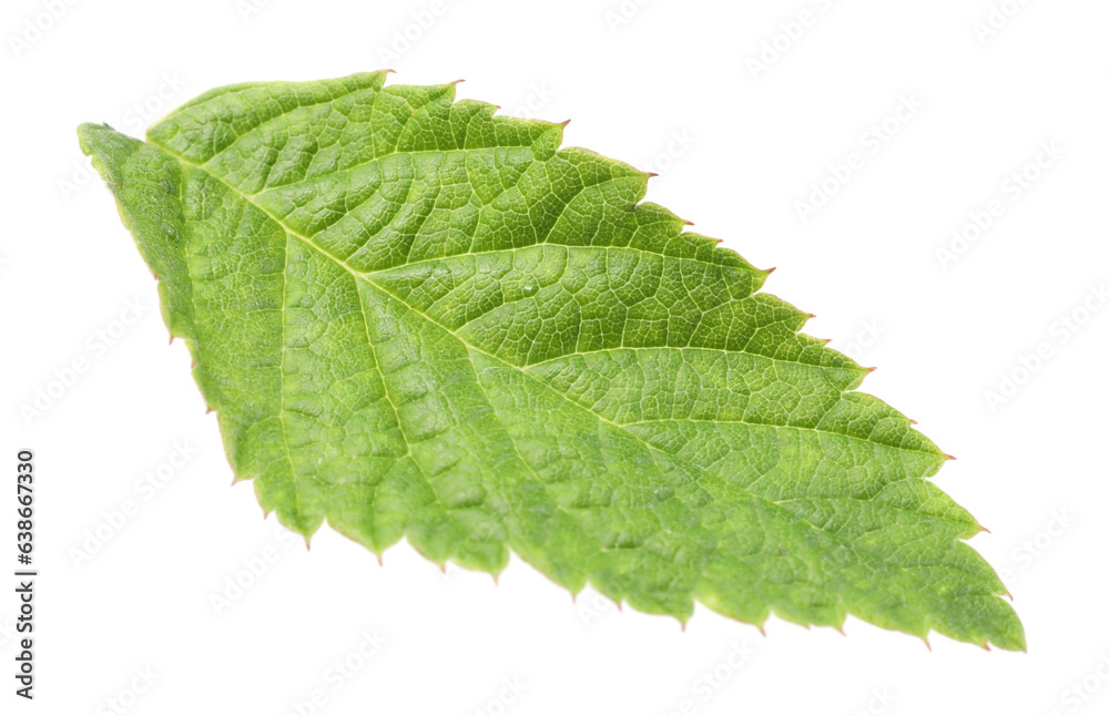 One green raspberry leaf isolated on white One green raspberry leaf isolated on white
