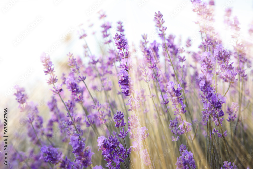 Fototapeta premium Beautiful lavender meadow on sunny morning, selective focus
