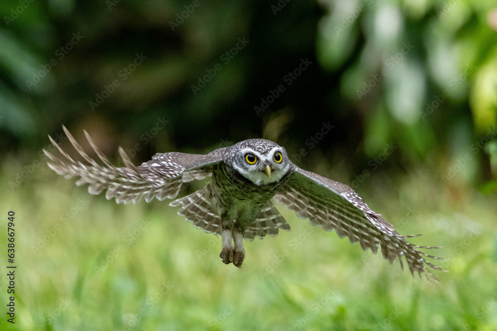 Fototapeta premium Spotted Owlet fly to hunt and catch prey. Bird in flight, flying bird.