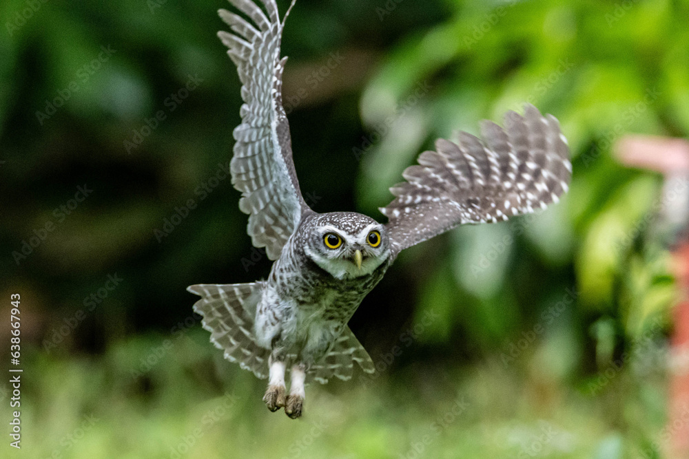 Fototapeta premium Spotted Owlet fly to hunt and catch prey. Bird in flight, flying bird.