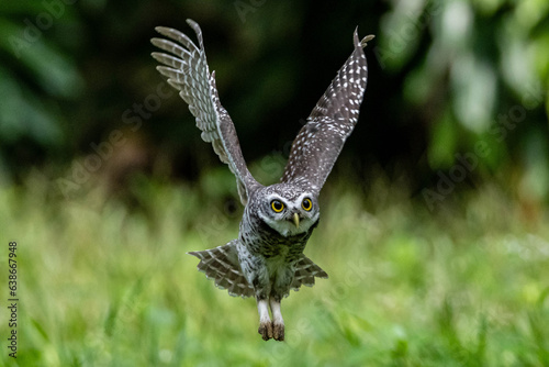 Spotted Owlet fly to hunt and catch prey. Bird in flight, flying bird.