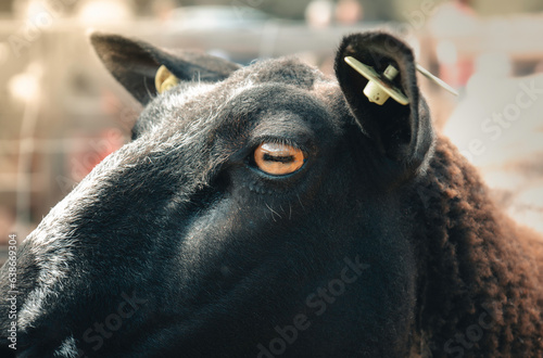 Closeup of rare breed Jacob Sheep eye and head, orange iris, rectangular pupil, farm animals and livestock, (Ovis Aeries) Wales, UK photo