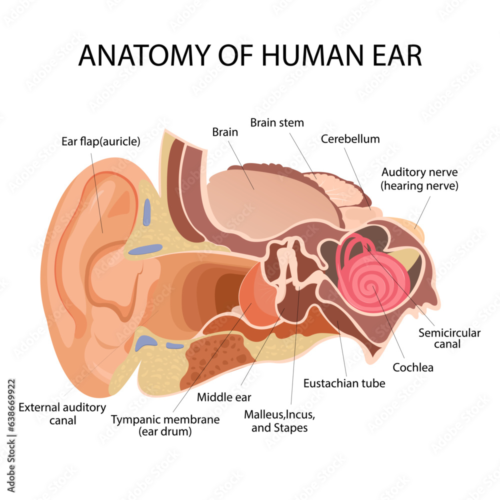 Anatomy Of The Human Ear The Internal Structure Of The Ears The Organ anatomy-of-the-human-ear-the-internal-structure-of-the-ears-the-organ