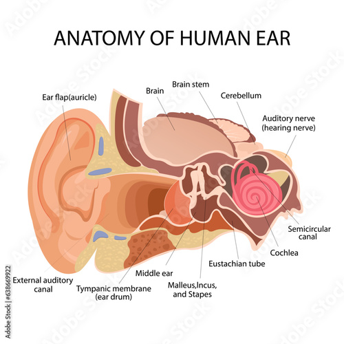 Anatomy of the human ear. The internal structure of the ears, the organ of hearing vector illustration. Human Sound Sensory Organs Medicine infographic