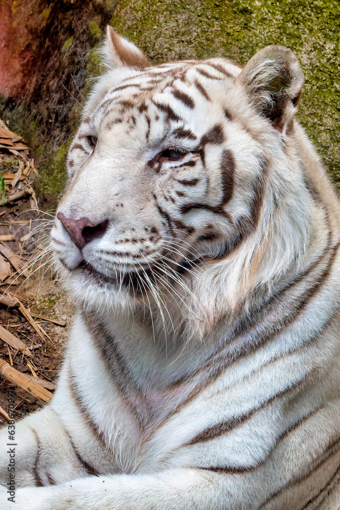 Naklejka premium White Tiger