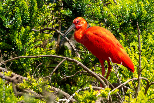 Scarlet Ibis © Only Fabrizio