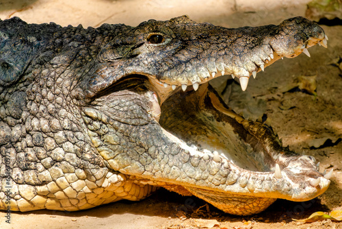 Nile crocodile photo