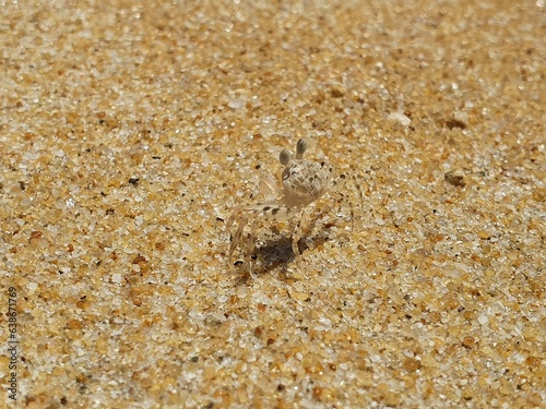 Close-up of the horned ghost crab on the sandy beach.