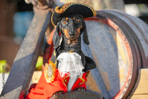 Dachshund in adorable pirate costume sits on children pirate ship in sunlit city park. Domestic dog imagines being pirate in huge sea on playground